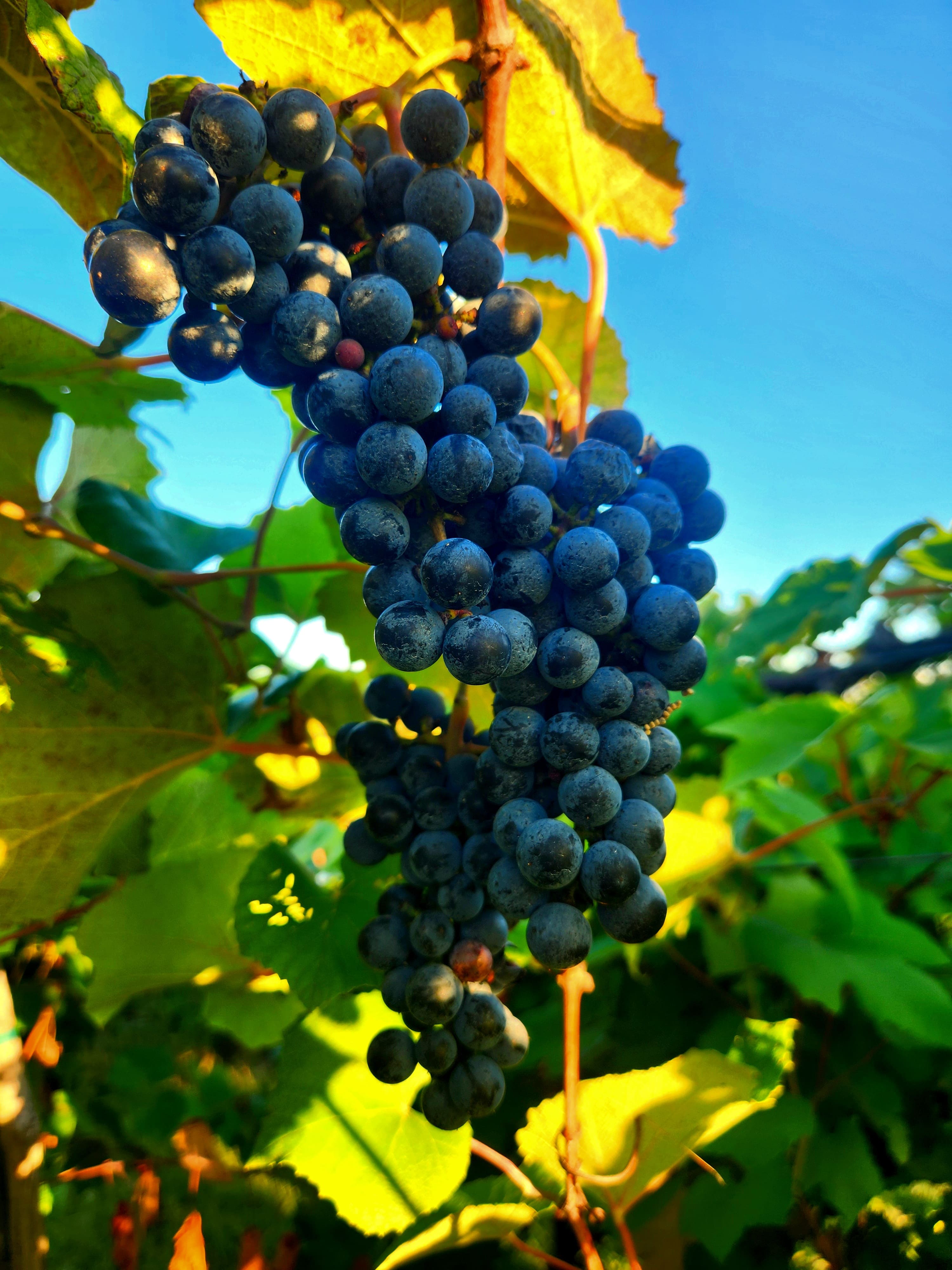 wine merch as fresh as grapes on a vine